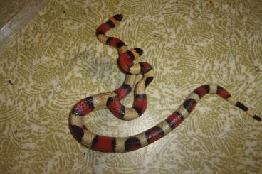 Snakes kaufen und verkaufen Photo: A rarity for the Hamm show! 