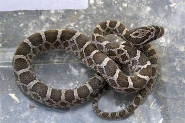Snakes kaufen und verkaufen Photo: Pantherophis Emoryi for wholesale