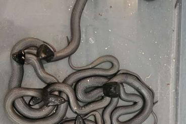 Venomous snakes kaufen und verkaufen Photo: Naja nigricincta woodi CB 2023