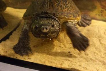 Tortoises kaufen und verkaufen Photo: Staurotypus triporcatus 1m/2f
