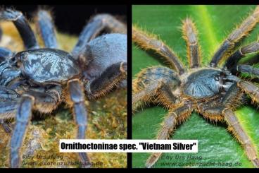 Spinnen und Skorpione kaufen und verkaufen Foto: Vorbestellung / Preorder Terraristika Hamm 10.12.22