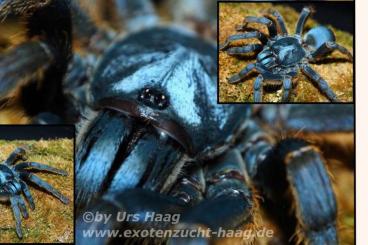 Spinnen und Skorpione kaufen und verkaufen Foto: Versand & Terraristika Hamm