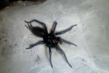 Spinnen und Skorpione kaufen und verkaufen Foto: Macrothele hungae adult males (ambrusgergely86@gmail.com)