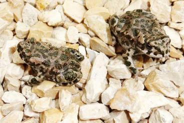 Frösche kaufen und verkaufen Foto: Wechselkröte NZ 2025 bufotes viridis Frösche kaufen und verkaufen Foto: Wechselkröte NZ 2025 bufotes viridis