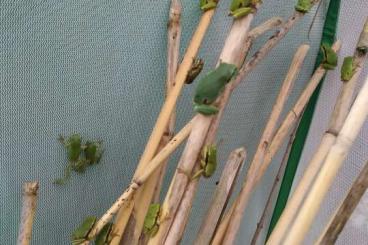 Frösche kaufen und verkaufen Foto: hyla arborea NZ 2025 Europäischer Laubfrosch Frösche kaufen und verkaufen Foto: hyla arborea NZ 2025 Europäischer Laubfrosch