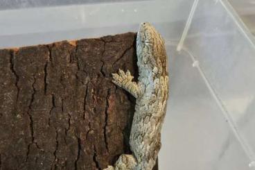 Geckos kaufen und verkaufen Photo: Geckos for Verona Reptiles