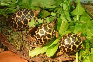 Landschildkröten kaufen und verkaufen Foto: Sternschildkröte Geochelone elegans 