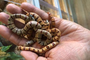 Snakes kaufen und verkaufen Photo:  Lampropeltis Leonis (ehem. Mexicana Thayeri) NZ20|Triangulum Taylori 