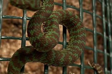 Venomous snakes kaufen und verkaufen Photo: Trimeresurus venustus / Cryptelytrops venustus