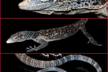 Monitor lizards kaufen und verkaufen Photo: Varanus macraei 1.0 proven breeder