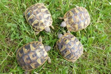 Landschildkröten kaufen und verkaufen Foto: Testudo hermanni hercegovinensis NZ 2020
