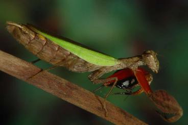 Insects kaufen und verkaufen Photo: Diverse Gottesanbeterinnen + Smaragdschaben