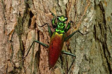 Insects kaufen und verkaufen Photo: Metallyticus splendidus und Metallyticus violaceus