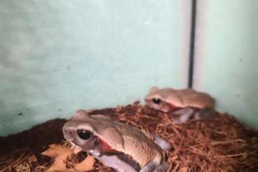 Frösche  kaufen und verkaufen Foto: 0,0,3 Tropfenkröten - Rhaebo ( Bufo ) guttatus