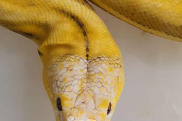 Pythons kaufen und verkaufen Photo: Python reticulatus, Reticulated Python, Netzpython 