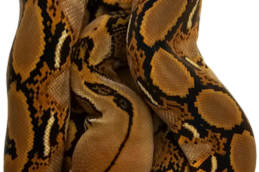 Schlangen kaufen und verkaufen Foto: Python reticulatus, Reticulated Python, Netzpython 