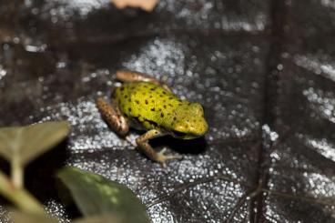 Poison dart frogs kaufen und verkaufen Photo: 1,0,2, Oophaga Pumilio Chiriqui Grande