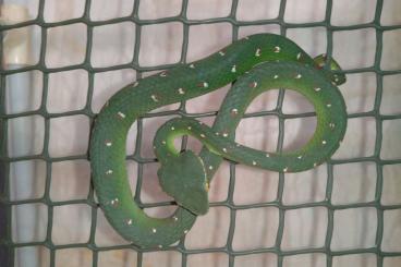 Venomous snakes kaufen und verkaufen Photo: 1.0 T.isularis, 1.0 T.wagleri