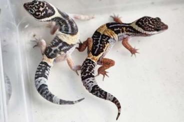 Geckos kaufen und verkaufen Photo: Eublepharis hardwickii CB22-23