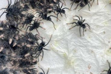 Spiders and Scorpions kaufen und verkaufen Photo: special prices for Hamm! slings wholesale... and more!