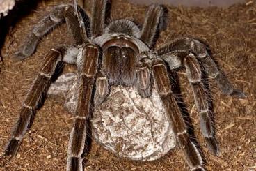 Spinnen und Skorpione kaufen und verkaufen Foto: Weinstadt 4.05.2024 - wholesale spiders,