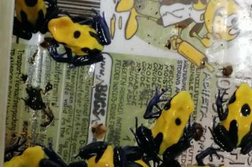 Poison dart frogs kaufen und verkaufen Photo: D. leucomelas, Tumus, Citronella