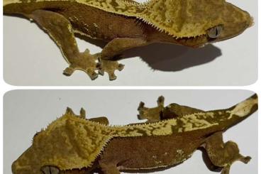Geckos kaufen und verkaufen Photo: 1.1 Pinstripe 100% hetero Axanthic