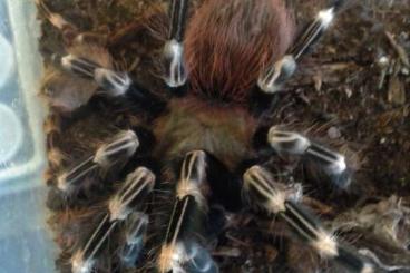 Spiders and Scorpions kaufen und verkaufen Photo: Verschiedene Vogelspinnen für Hamm / Versand