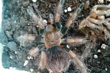 Spinnen und Skorpione kaufen und verkaufen Foto: Vogelspinnen für Versand