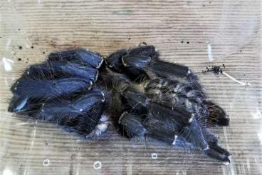 Spiders and Scorpions kaufen und verkaufen Photo: Verschiedene Vogelspinnen für Versand