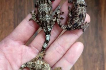 Lizards kaufen und verkaufen Photo: Rhacodactylus Leachianus, Mniarogekko Chahoua, Jalu