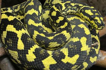 Pythons kaufen und verkaufen Foto: Morelia spilota cheynei VPI x GB Pythons kaufen und verkaufen Foto: Morelia spilota cheynei VPI x GB