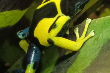 Poison dart frogs kaufen und verkaufen Photo: Oophaga for Hamm                  