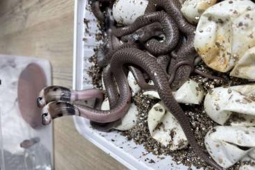 Giftschlangen kaufen und verkaufen Foto: x.x Naja naja (spectacled Cobras) Giftschlangen kaufen und verkaufen Foto: x.x Naja naja (spectacled Cobras)