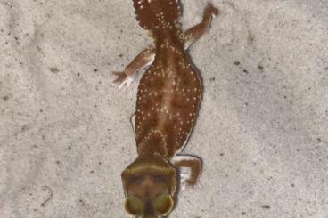Geckos kaufen und verkaufen Photo: Nephrurus Pilbarensis 3.3