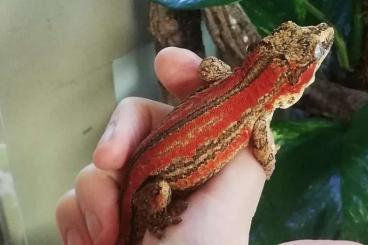 Geckos kaufen und verkaufen Foto: R. Auriculatus 1.1 Red Striped Geckos kaufen und verkaufen Foto: R. Auriculatus 1.1 Red Striped