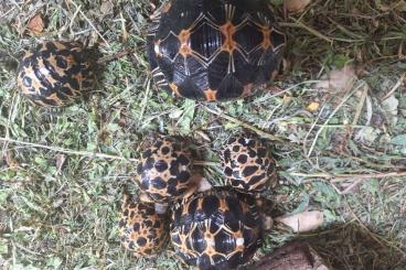 Schildkröten kaufen und verkaufen Foto: Astrochelys Radiata NZ aus 2024 Schildkröten kaufen und verkaufen Foto: Astrochelys Radiata NZ aus 2024