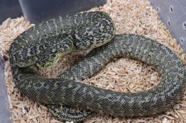 Schlangen kaufen und verkaufen Foto: Morelia spilota variegata / harrisoni Schlangen kaufen und verkaufen Foto: Morelia spilota variegata / harrisoni
