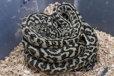 Schlangen kaufen und verkaufen Foto: Morelia spilota ssp. Schlangen kaufen und verkaufen Foto: Morelia spilota ssp.