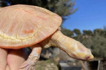 Schildkröten  kaufen und verkaufen Foto: ALBINO RED BELLIED SHORT NECK TURTLE