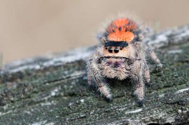 - bird spiders kaufen und verkaufen Photo: Eresidae, Phiddipus, tarantulas and others