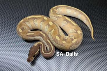 Ball Pythons kaufen und verkaufen Photo: Verschiedene Python regius abzugeben.