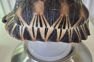 Tortoises kaufen und verkaufen Photo: Astrochelys Radiata aus 2016 Tortoises kaufen und verkaufen Photo: Astrochelys Radiata aus 2016