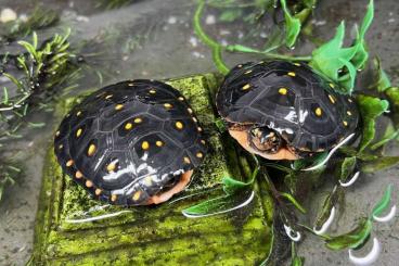 Schildkröten  kaufen und verkaufen Foto: Verkaufe Sumpfschildkröten