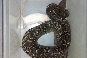 Schlangen kaufen und verkaufen Foto: Sanzinia Madagaskariensis 1.2 Schlangen kaufen und verkaufen Foto: Sanzinia Madagaskariensis 1.2