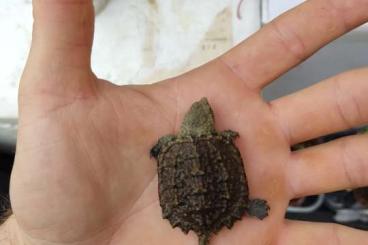 Sumpfschildkröten kaufen und verkaufen Foto: Chelydra serpentina - Snapping turtle