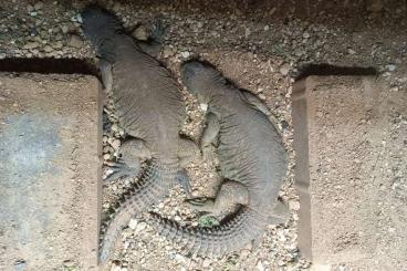 Echsen kaufen und verkaufen Foto: Uromastyx aegyptia pair. Echsen kaufen und verkaufen Foto: Uromastyx aegyptia pair.