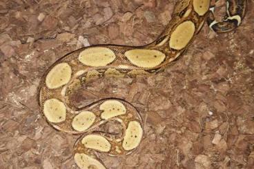 Snakes kaufen und verkaufen Photo: Drymarchon melanurus, Boa imperator