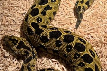 Venomous snakes kaufen und verkaufen Photo: Hamm B parviocula                                     