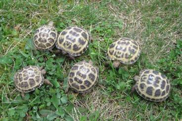 Landschildkröten kaufen und verkaufen Foto: Vierzehenschildkröten / Steppenschildkröten NZ 2023